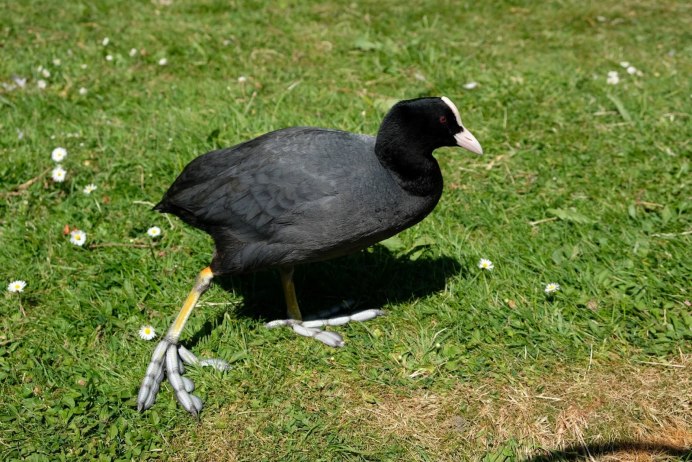 Водяная Курочка лысуха