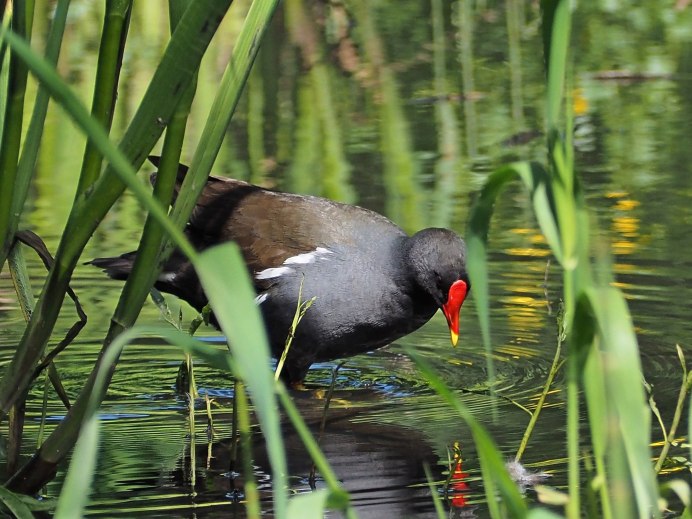 Водоплавающие птицы финского залива