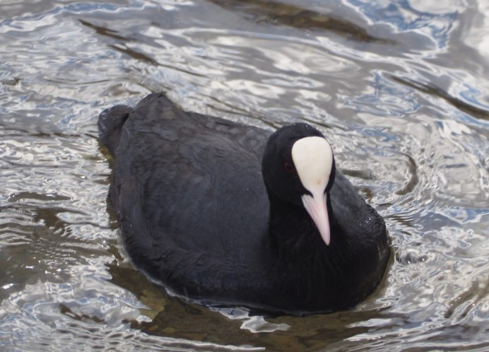 Лысуха самец