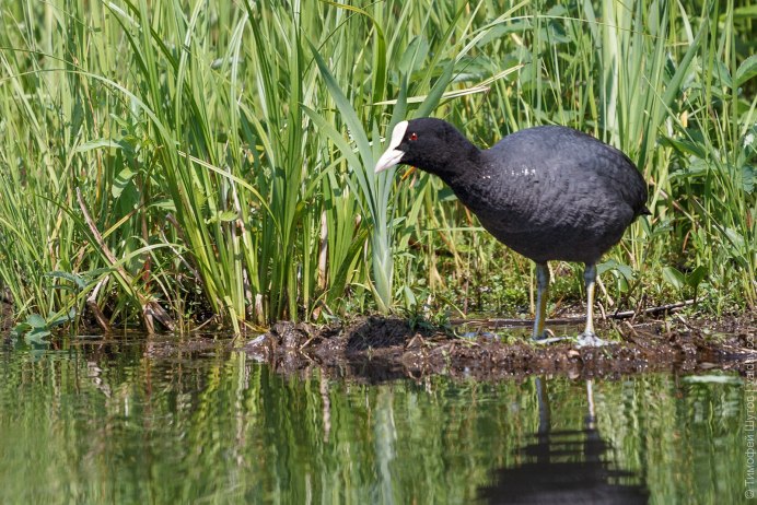 Водяная курица лысуха фото