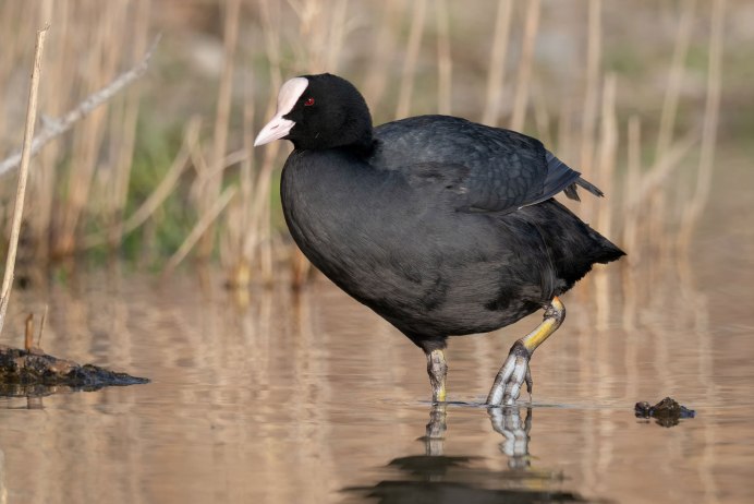 Водяная Курочка лысуха