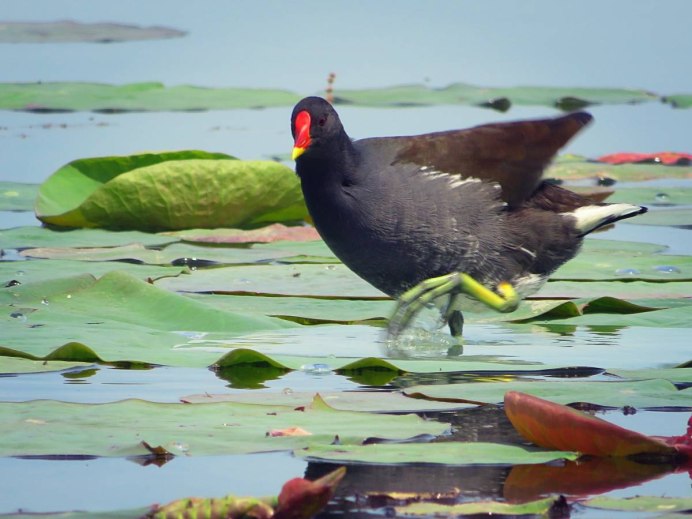 Болотная утка камышница