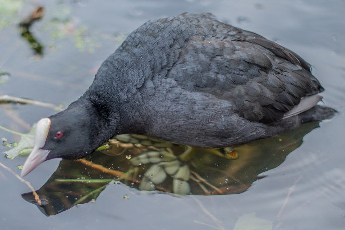 Болотная курица лысуха