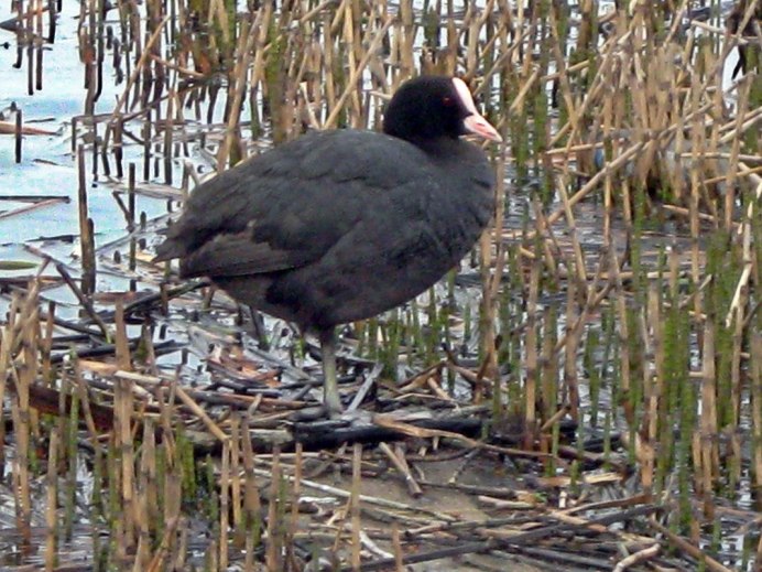 Болотная Курочка лысуха
