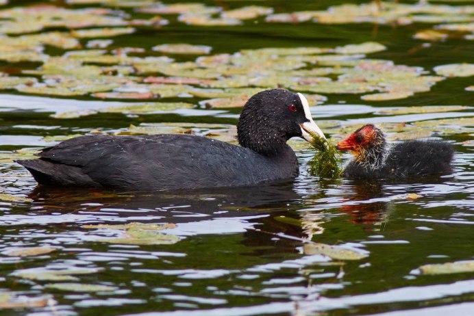 Казарки, камышница, лысуха)