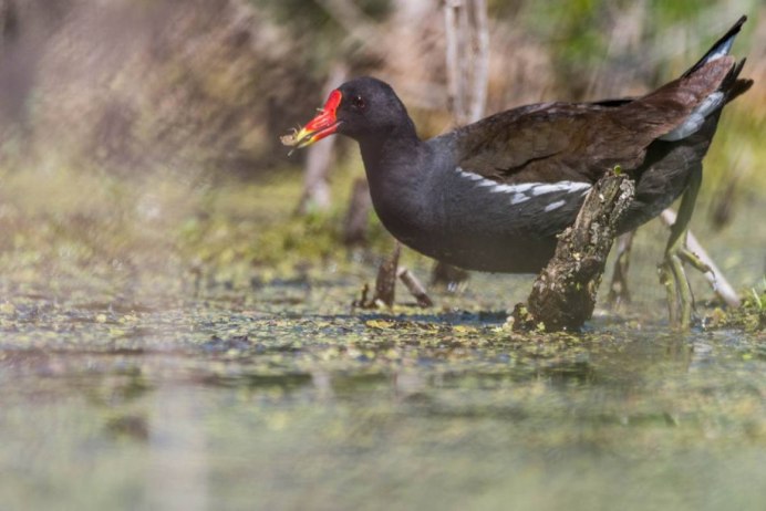 Болотная курица камышница