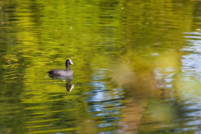 Чёрная утка лысуха