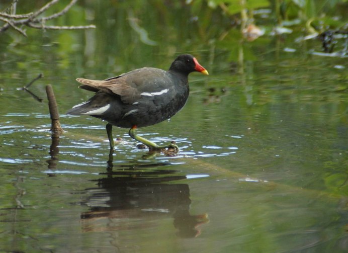 Лысуха линька