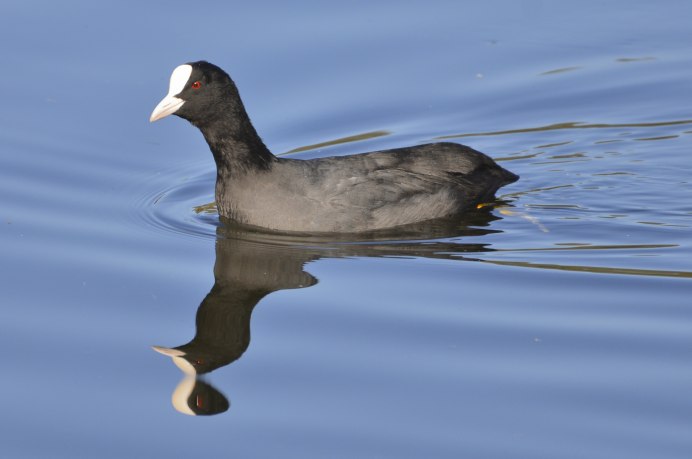 Лысуха водяная