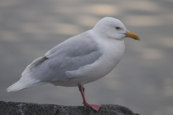 Полярная Чайка Larus Glaucoides