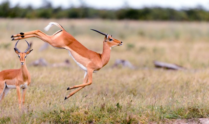 Oy RX Antelope