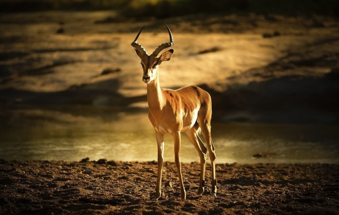 Вилорог Antilocapra Americana sonoriensis