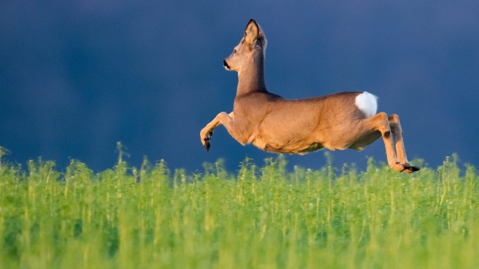 Gazelle животное