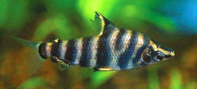 Abramites hypselonotus