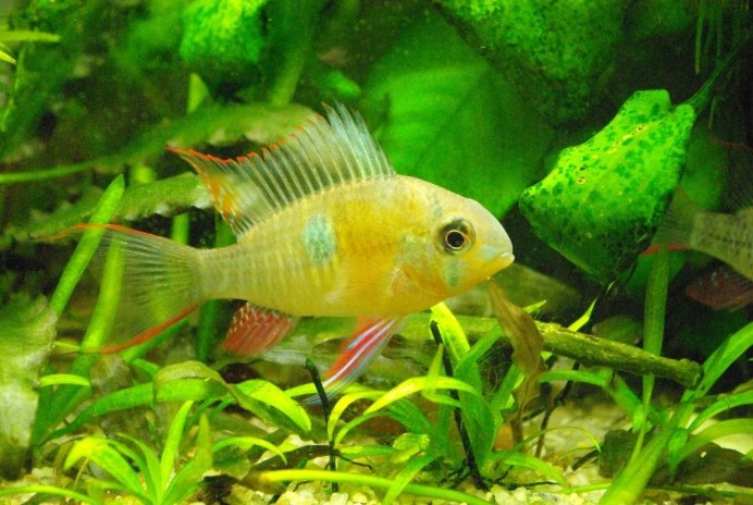 Leporinus nijsseni (лепоринус ньяссена)