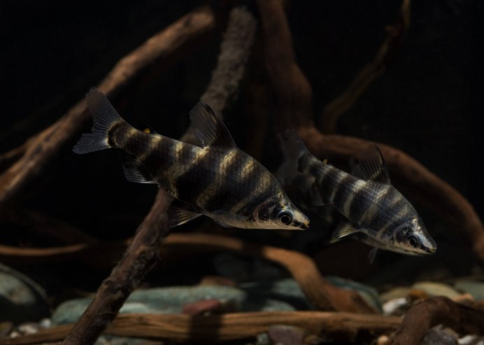 Abramites hypselonotus