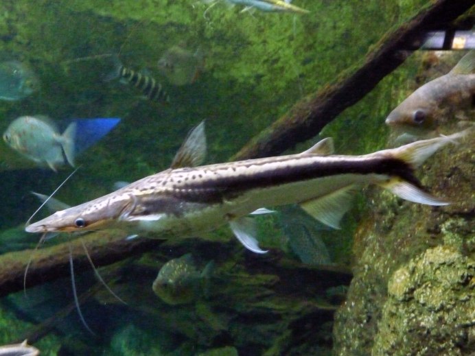 Clarion Angelfish