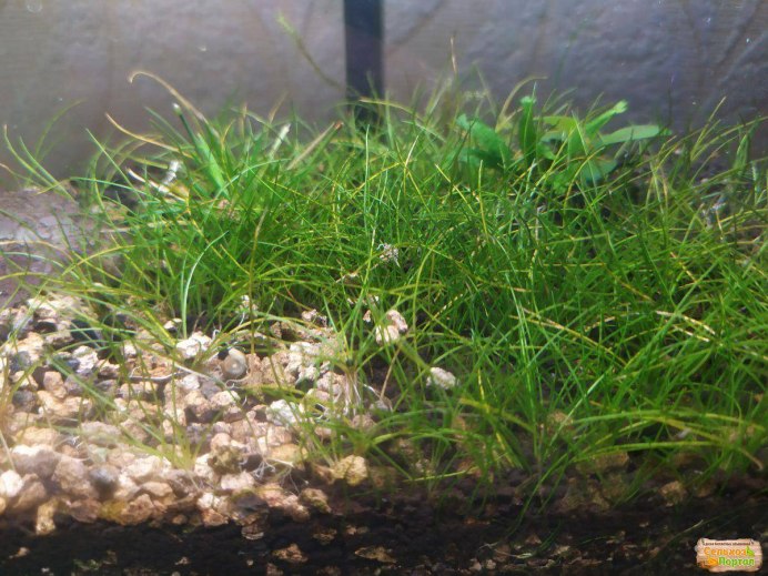 +"Eleocharis pusilla"