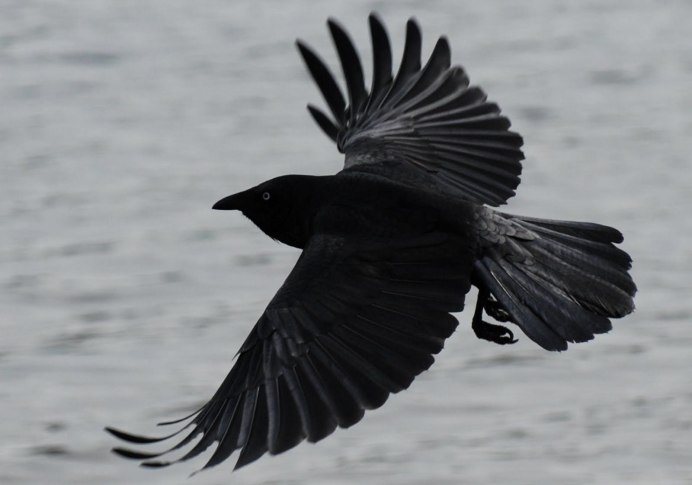 Черный ворон Corvus Corax