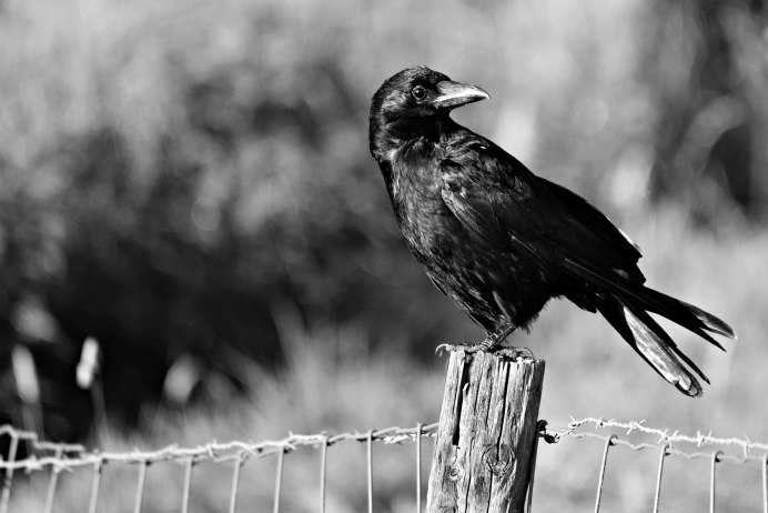 Ворон Corvus Corax