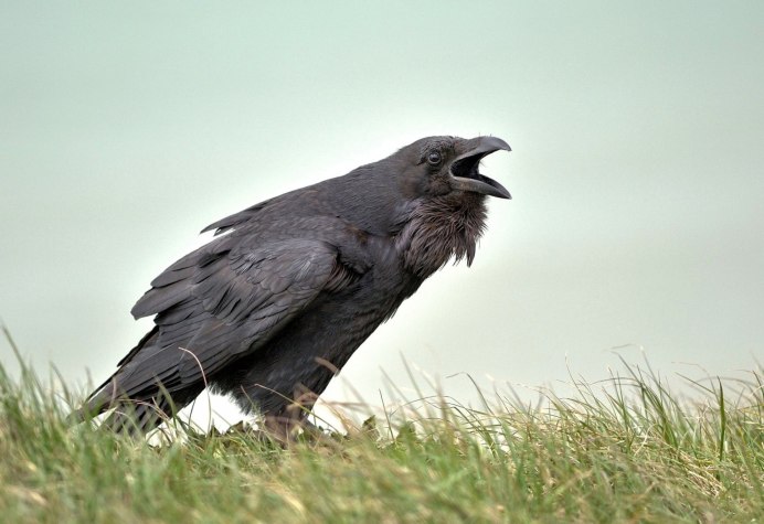 Corvus Corax