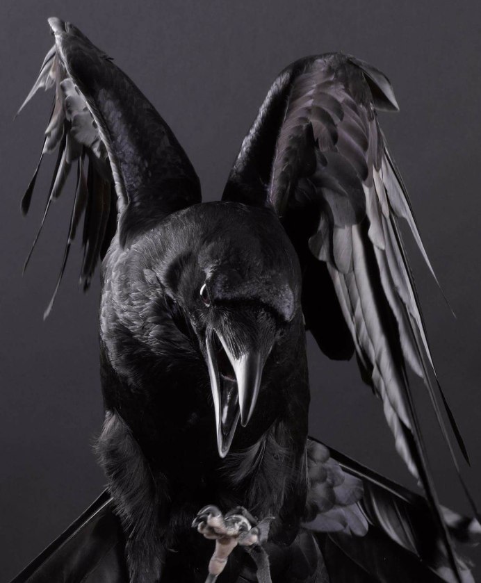 Raven and Crow