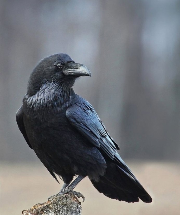 Черный ворон Corvus Corax