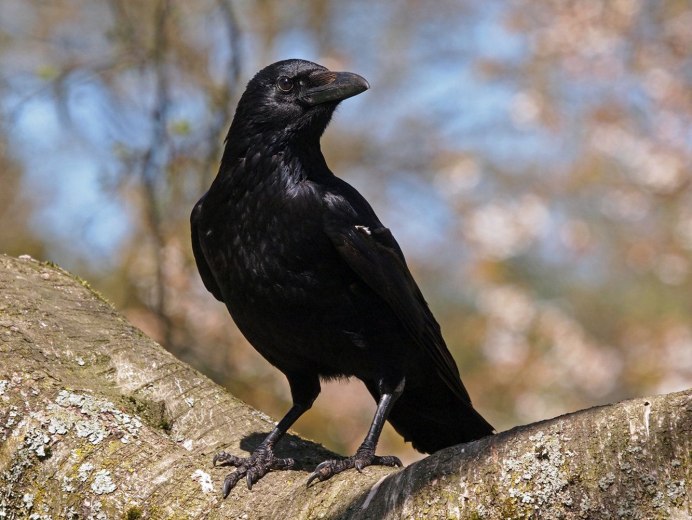 Королевский ворон Коракс
