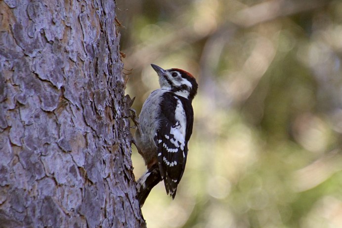 Малый пестрый дятел самка