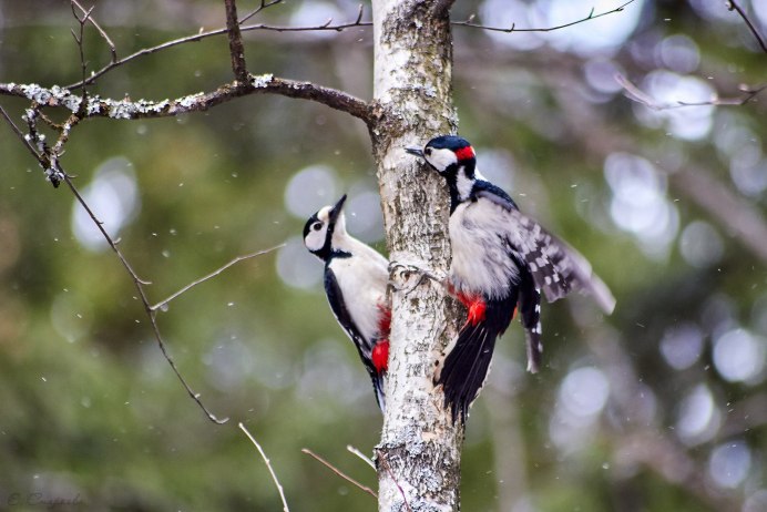 Дятел обыкновенный