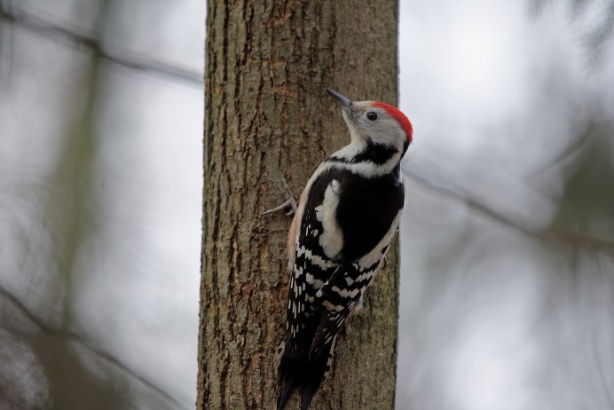 Большой пестрый дятел самка