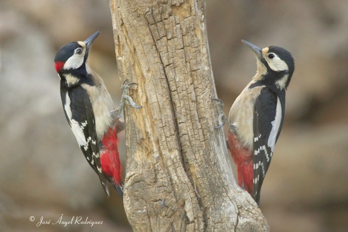 Большой пестрый дятел самец