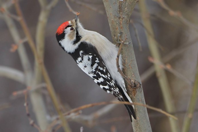 Большой пёстрый дятел птицы