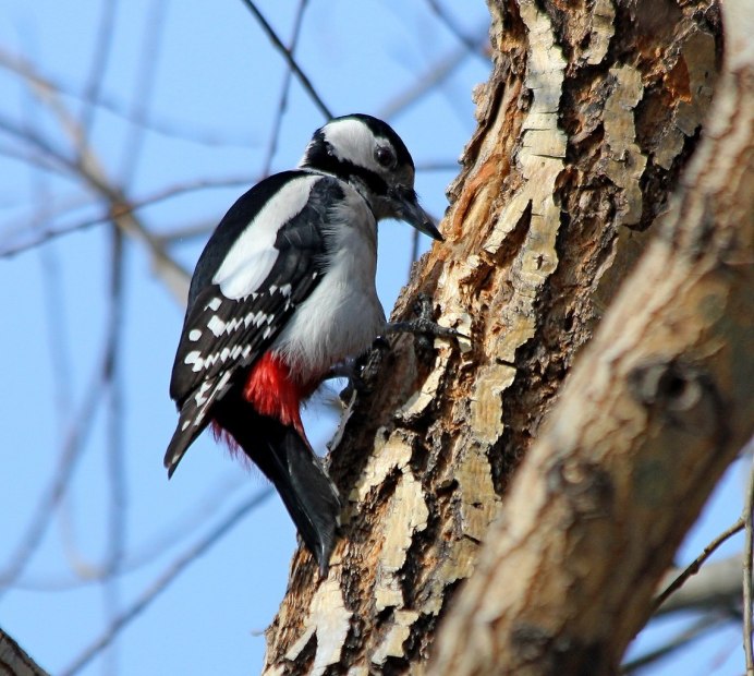 Краснохвостый дятел