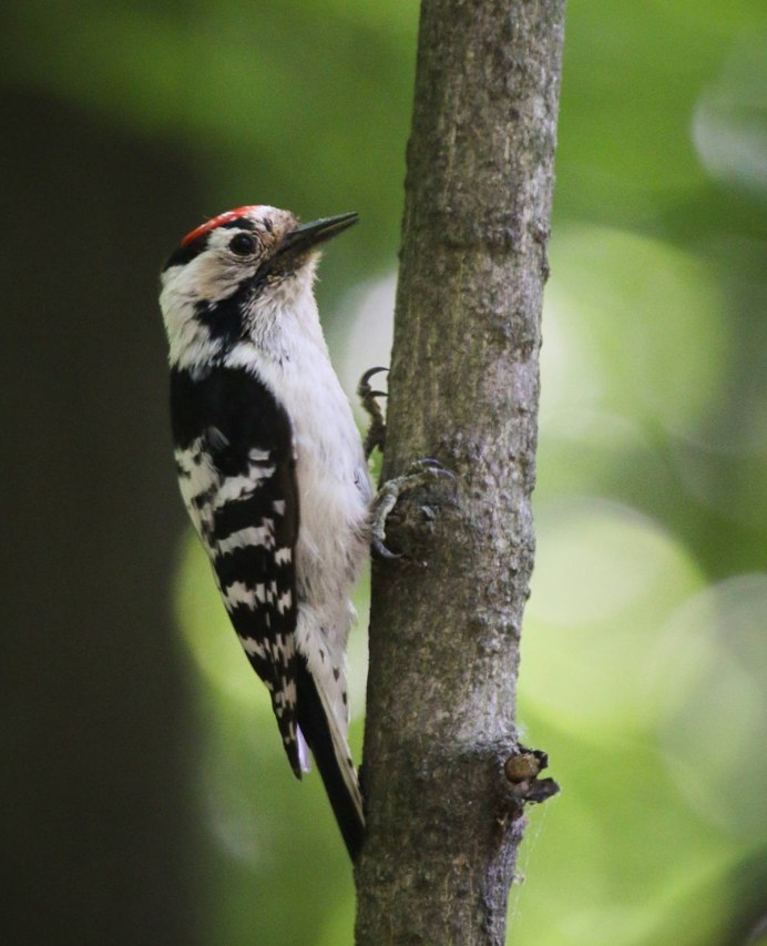 Малый пестрый дятел Dendrocopos Minor