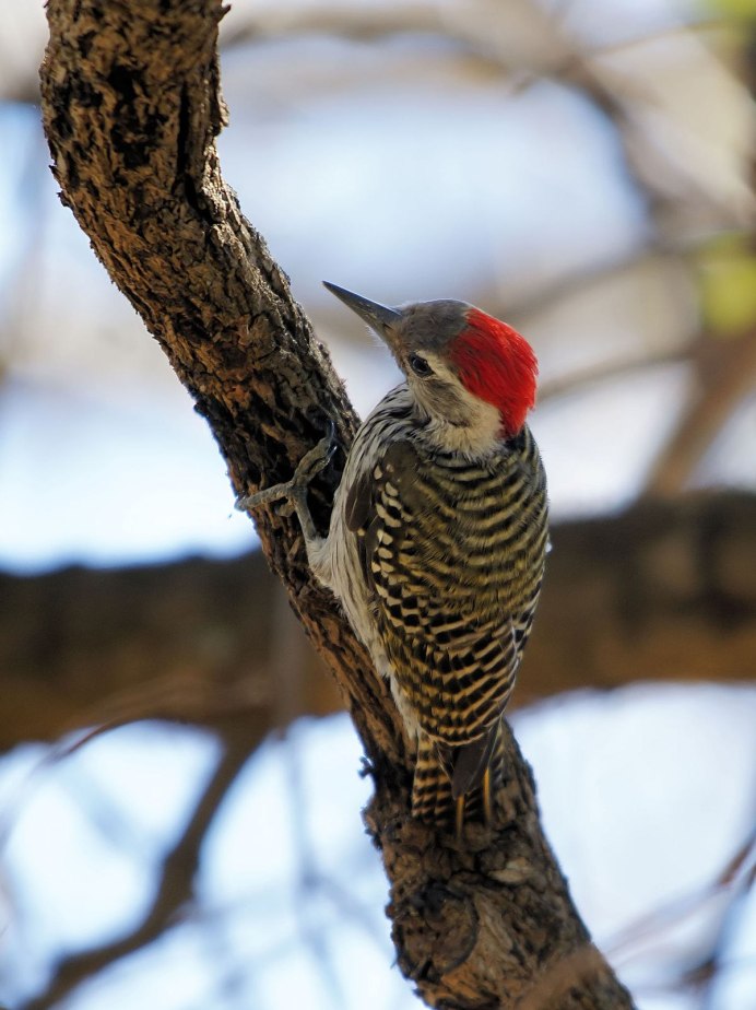 Дятел и Малиновка обложка