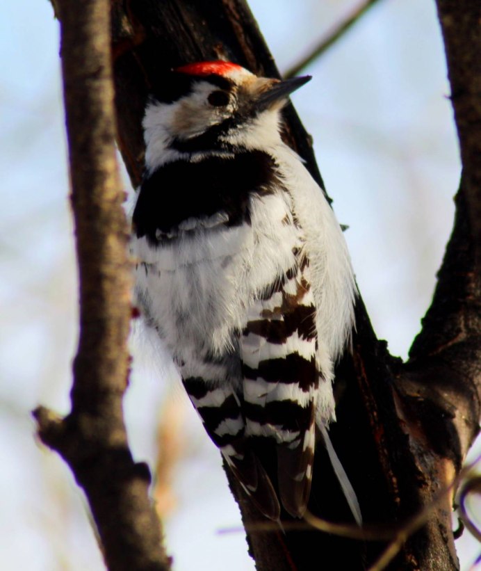 National Geographic дятел