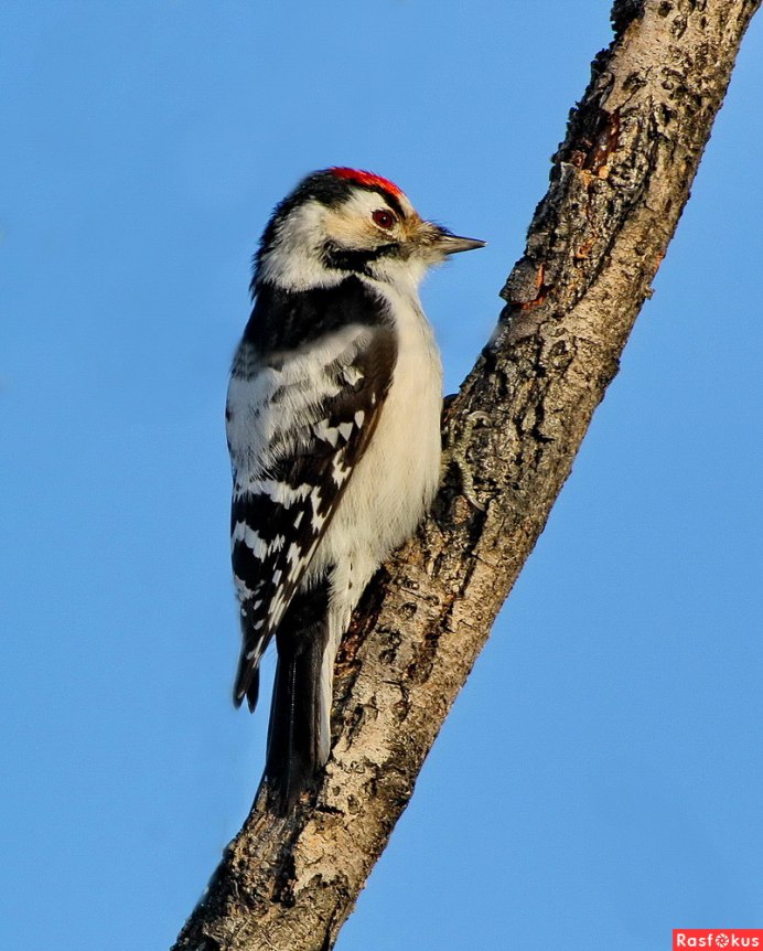 Малый пестрый дятел