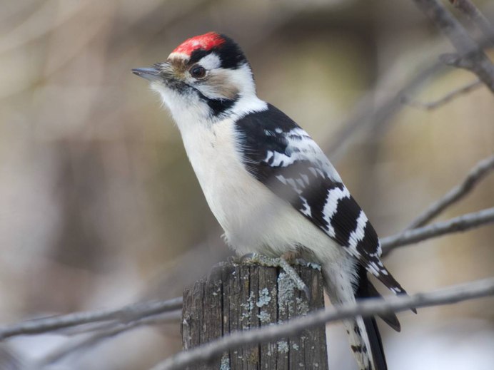 Малый дятел (Dendrocopos Minor)