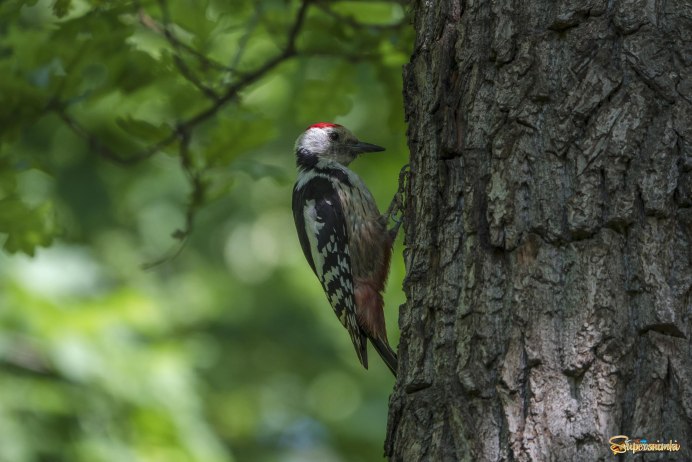 Дятел Саянский