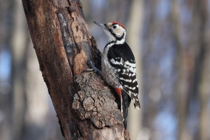 Большой пёстрый дятел