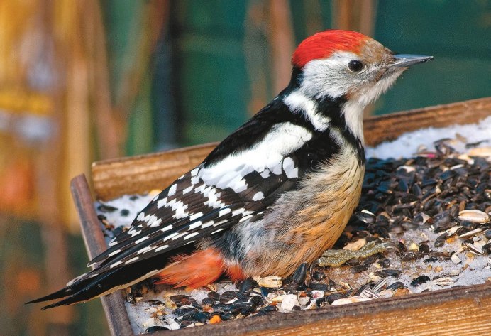 Птенцы Дятлов