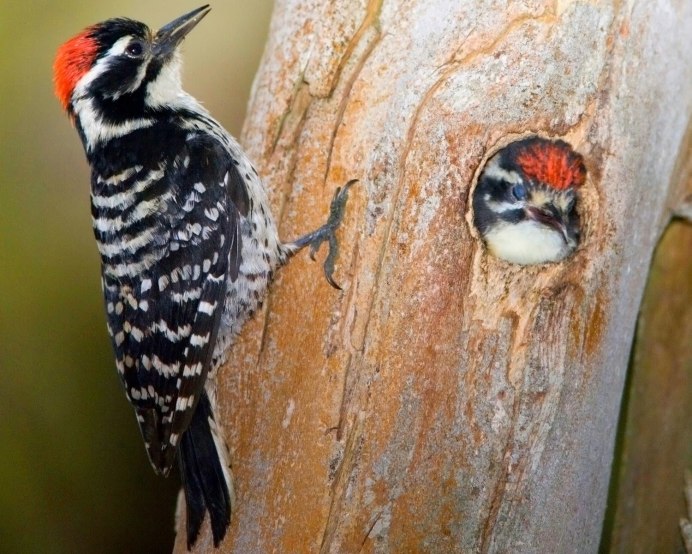 Большой пёстрый дятел