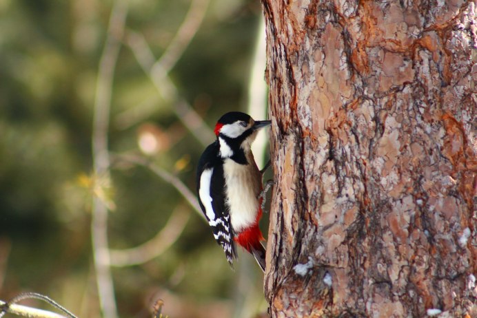Седой дятел Сибири птицы