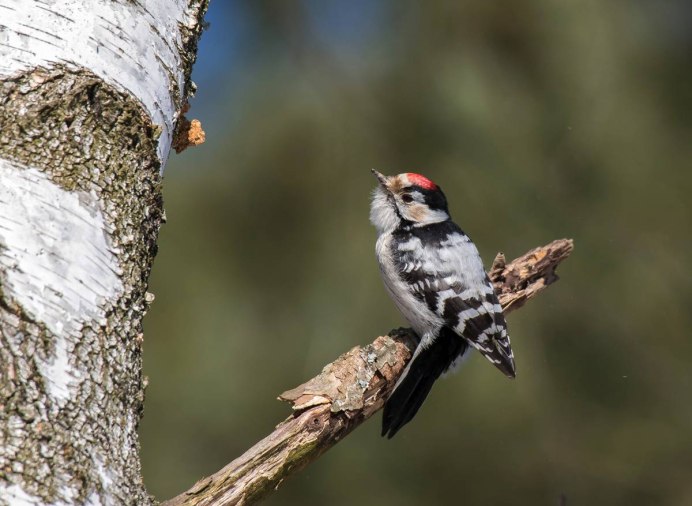 Птица малый пестрый дятел