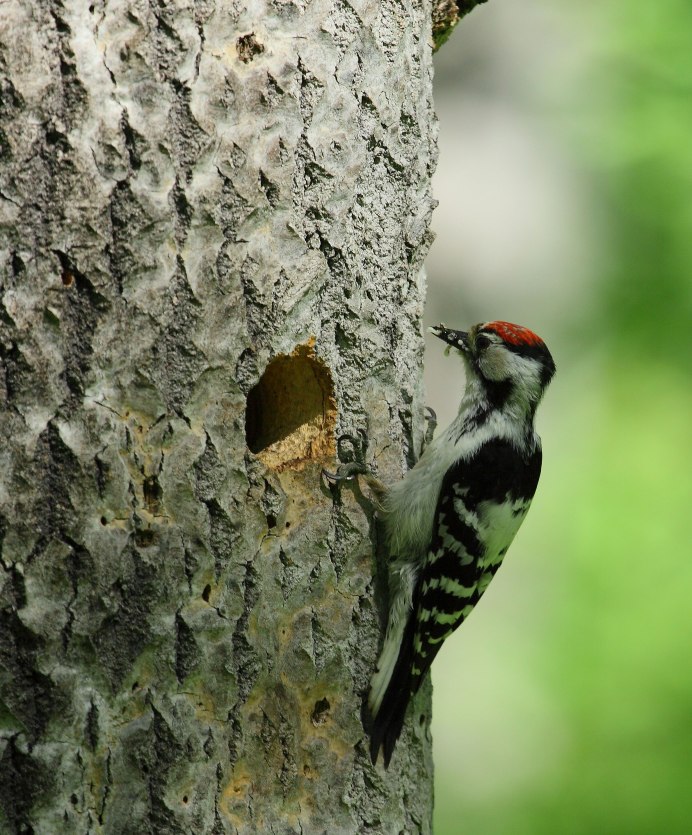 Птица малый пестрый дятел