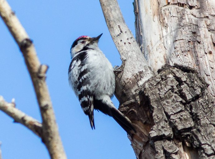 Малый пестрый дятел слеток