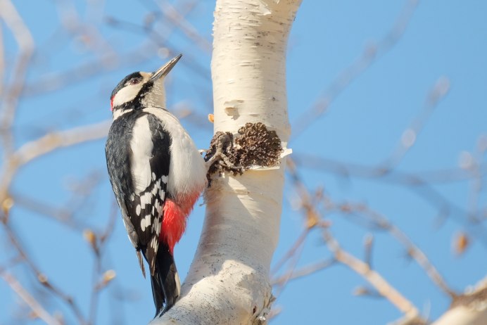 Дятел на дереве