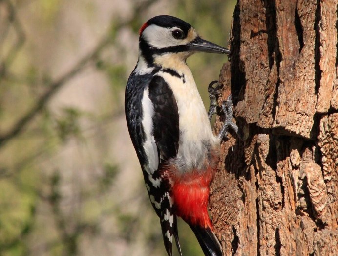 Корм для Дятлов