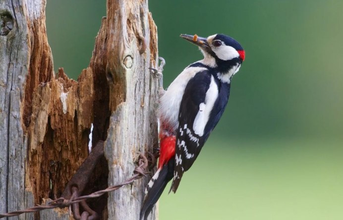 Европейский средний дятел